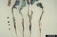 Broccoli Sclerotinia Rot