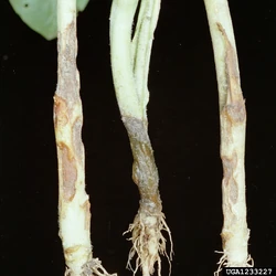 Tobacco Rhizoctonia solani (L&R) Sclerotinia (M)