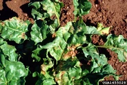 Perpetual Spinach Leaf Miner