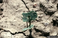 Broccoli Flea Beetle