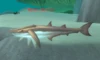 Barbfin Skimmer