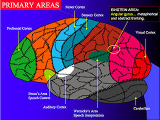 Brain 2