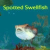 Spotted Swellfish