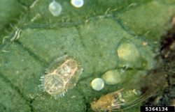 Potato (Tomato) Psyllid