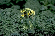 Kale Bolting