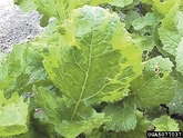 Turnip Turnip Mosaic Virus