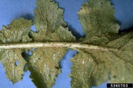 Turnip Aphids