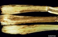 Celery Cucumber Mosaic Virus