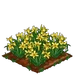 Daylily 100