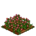 Red Clover extra100