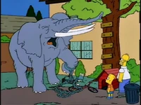 Elephant