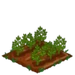 Heirloom Carrot 33