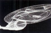 Wire model for Star Trek-Voyager
