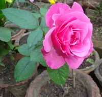 Bandel Rose