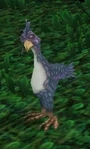 Wild Clucker