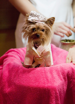 Sharpay's Dog Boi