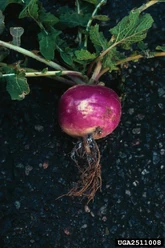 Turnip Root Aphids