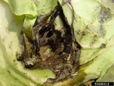 Cabbage Bacterial Soft Rot Erwinia carotovora Head