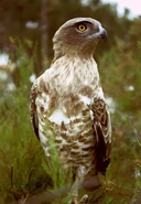 Short-toed Eagle