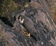 Peregrin Falcon
