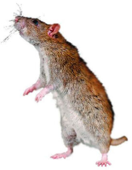 Scabbers1.jpg
