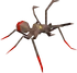 Bull ant