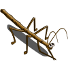 Stick Bug-icon.png