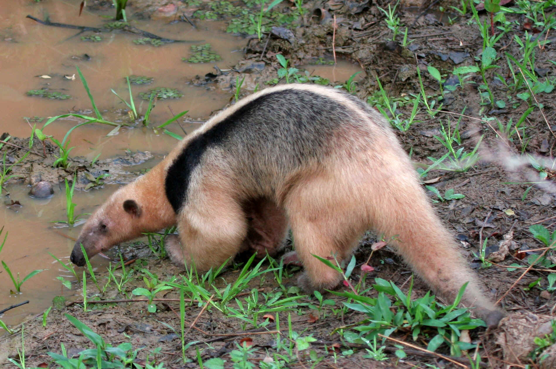 Southern tamandua - Analytical Wiki