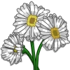 White Daisies