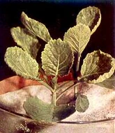 Cabbage Molybdenum deficiency