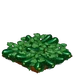 Zucchini extra100