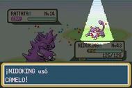Nidoking usando camelo