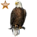 Item baldeaglebronze 02.png