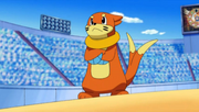 Buizel de Ash