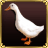 Ducks