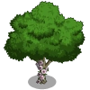 Clematis Tree-icon