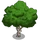 Clematis Tree-icon