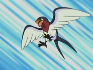 Ash Taillow