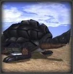 Tortus02.jpg