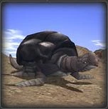 Tortus01.jpg