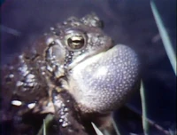 2776FrogFilm.jpg