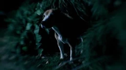 SamPuppy