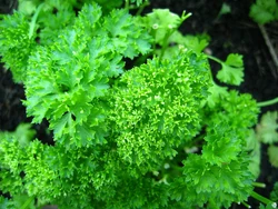 Parsley Curled leaf
