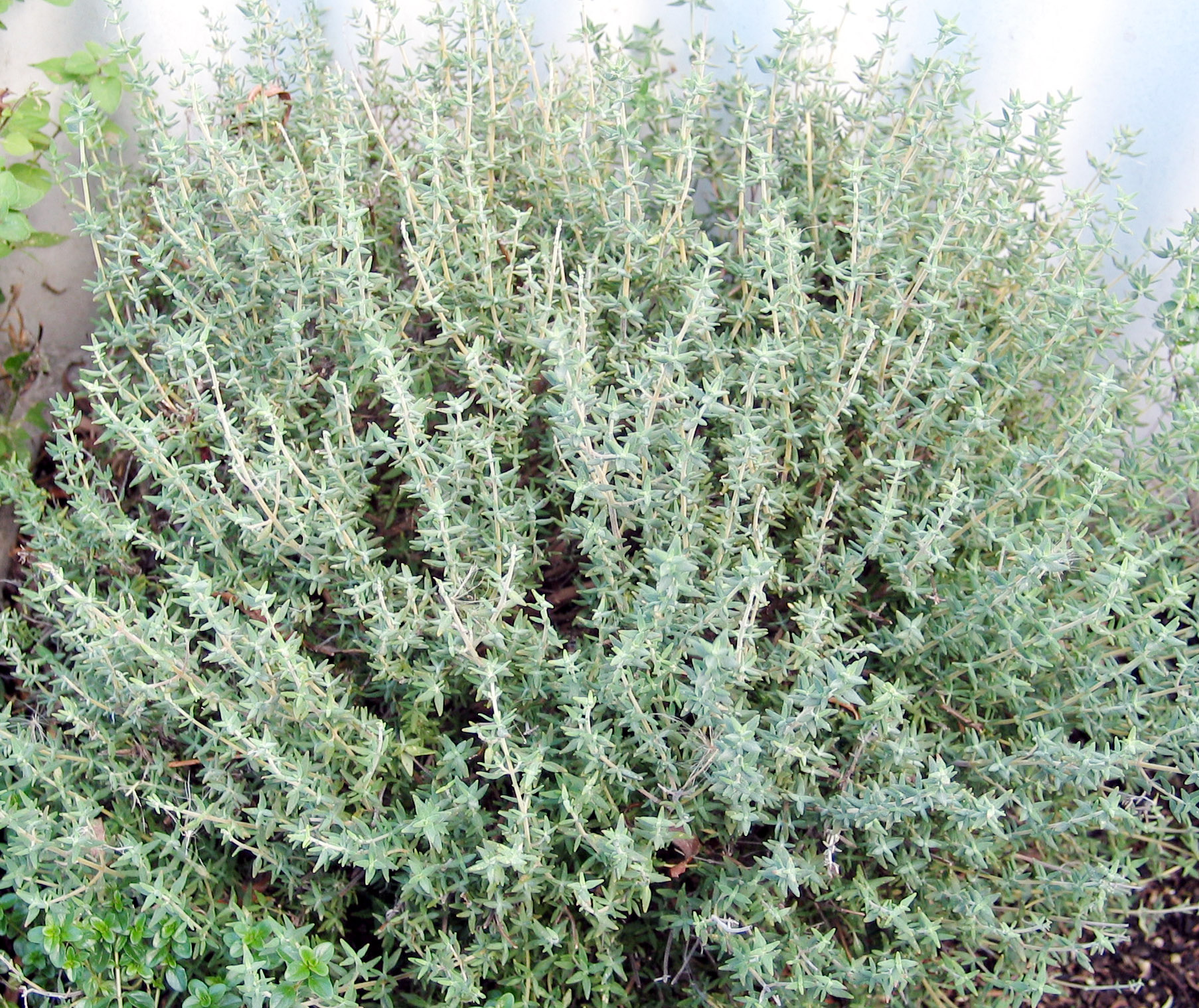 Picture Of Thyme