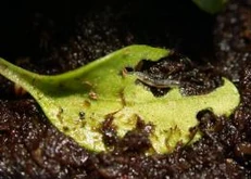 Parsley Sciarid fly larvae