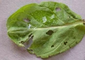 Basil Slug Deroceras panormitanum