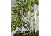 Basil Fusarium oxysporum Stem