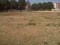 Brown grass.jpg