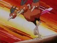 EP133 Dodrio (3)