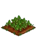 Sweet Beets 66